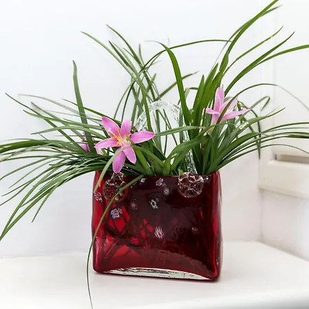 Liza 4 * Albarella Island